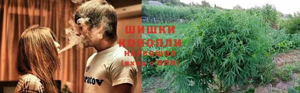 прущие грибы Елизово